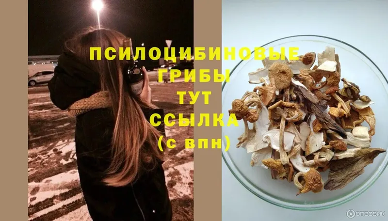 Галлюциногенные грибы Psilocybe  Гусиноозёрск 